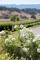 Russack Vineyards