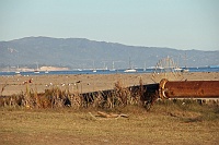  Stearn's Wharf