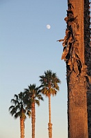  Stearn's Wharf