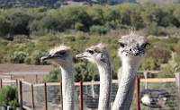  Real Life: At Ostrich Land in Solvang, the giant birds are raised for slaughter.  Visitors may tour the grounds and feed the wildlife for a modest fee.