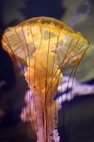 Shark Reef Aquarium