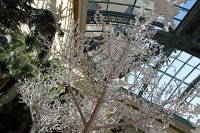  Bellagio Conservatory and Botanical Gardens