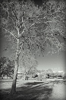  On University near Rice Village looking toward Rice Stadium