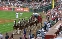  Budweiser clydesdales