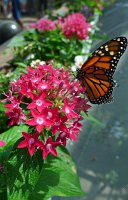  Butterflies, Moody Gardens Rain Forest Pyramid