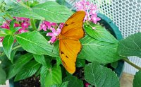  Butterflies, Moody Gardens Rain Forest Pyramid