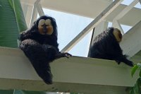  Saki monkeys, Moody Gardens Rain Forest Pyramid