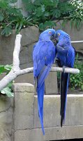  Tropical birds, Moody Gardens Rain Forest Pyramid