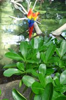  Tropical birds, Moody Gardens Rain Forest Pyramid