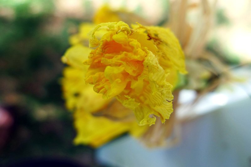 P1020619