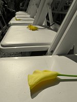  Flowers, second row (family & close friends)