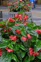  Flowers in Rockefeller Center