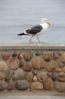 La Jolla