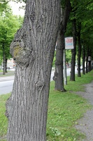  Djurgården