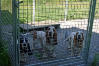  Basset hounds, suburban Swedish house