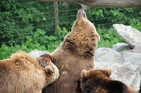  Brown bears nursing