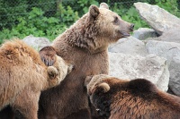  Brown bears nursing