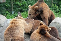  Brown bears nursing