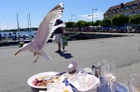  Seagull attacks and destroys glassware in Vaxholm