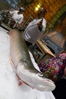  Chef Duarte speaks about the fish.  This amazonian fish must come up for air periodically, exposing itself to native hunters.