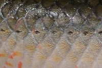  Scales.  This amazonian fish must come up for air periodically, exposing itself to native hunters.