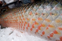  Scales.  This amazonian fish must come up for air periodically, exposing itself to native hunters.