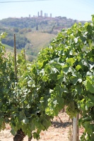  San Gimignano rises behind the grape vines