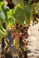 Azienda Vinicola Toscana