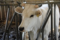  Chianina cow, a breed of cattle close to extinction 