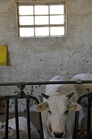  Chianina cow, a breed of cattle close to extinction 