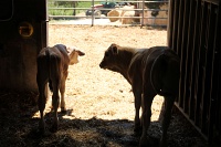  Chianina cow, a breed of cattle close to extinction 