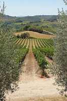  View of the vineyards through the olive trees