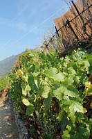  Terrace farming