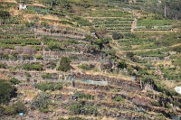  Terrace farming
