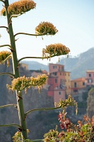 Via Dell'Amore