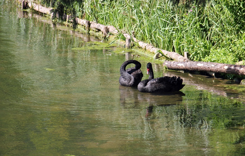 IMG_9646