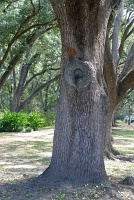  Campus, Rice University