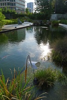  Woodlands Waterway, Koi Pond
