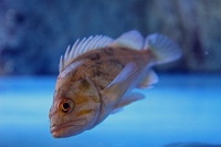 Moody Gardens Aquarium
