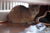  Stella