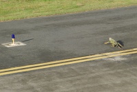  Iguana, runway at Luis Muñoz Marín International Airport