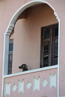  Dog on balcony, Old San Juan