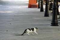  Cat, Paseo de la Princesa