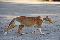  Cat, Paseo de la Princesa