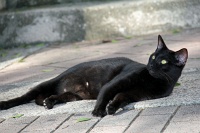  Cat, Paseo Del Morro