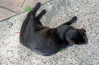  Cat, Paseo Del Morro