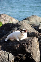  Cat, Paseo Del Morro