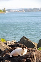  Cat, Paseo Del Morro
