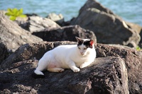  Cat, Paseo Del Morro