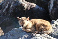  Cat, Paseo Del Morro